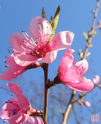 屋后的桃花 屋后的桃花