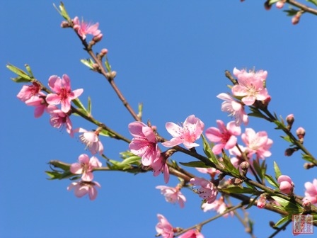 屋后的桃花 屋后的桃花